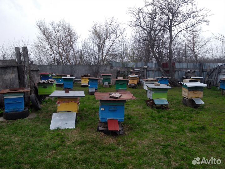 Продам пчелосемьи