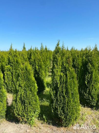 Туя Смарагд 80-100 см