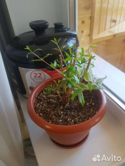 Гранат комнатный