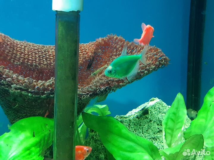 Продам аквариум
