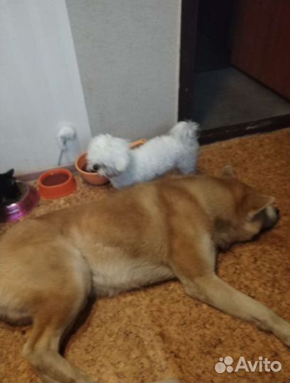 Передержка кошечек, и собак мелких и средних пород