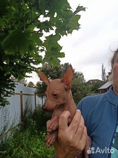 Щенки ксоло миниатюрной разновидности