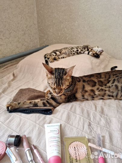 Бенгальский котенок девочка