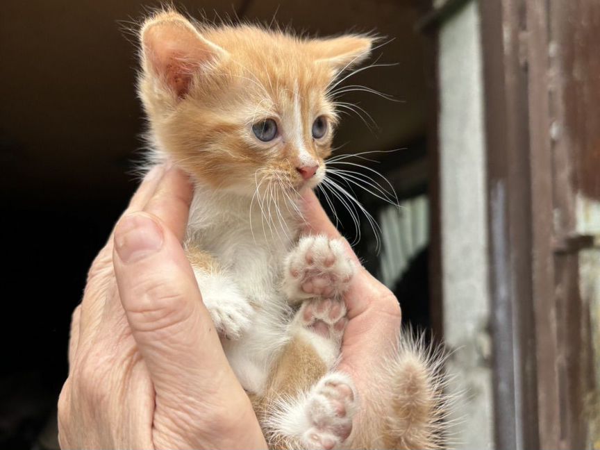 Котята в добрые руки бесплатно