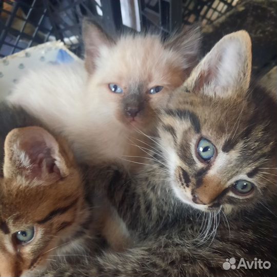 Котятки в добрые руки