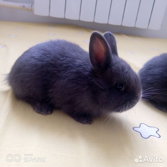 Карликовый кролик