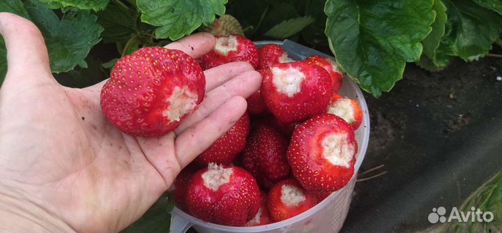 Клубника саженцы Азия, Улыбка, Альба,Мурано,Гирлян