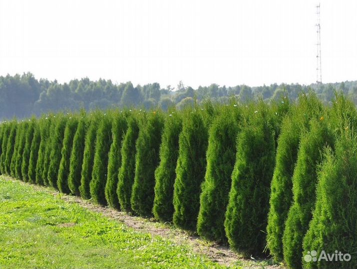 Туя колумна 180 см