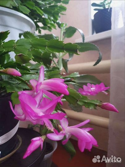 Цветы Декабрист, фикус, денежное дерево, эписция