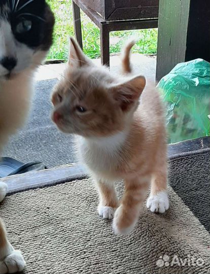 Котята в добрые руки