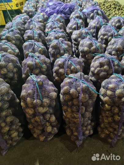 Картофель Гала оптом