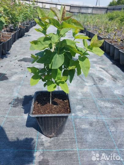 Декоротивные растения в ассортименте