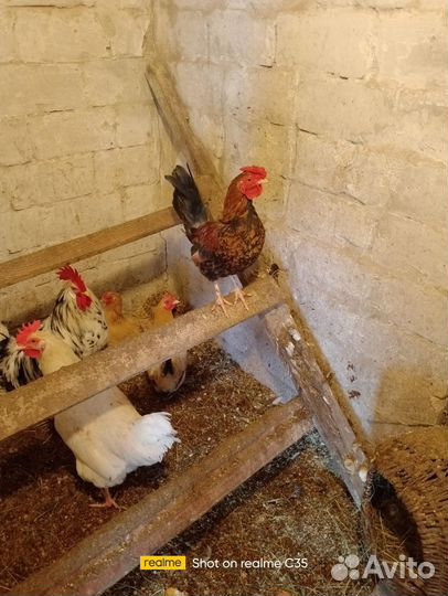 Петухи Бентамки дакарликовая порода