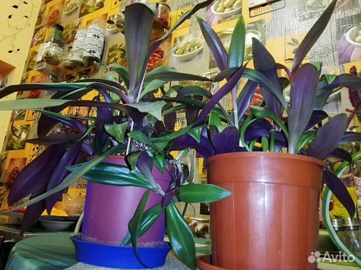 Комнатные цветы