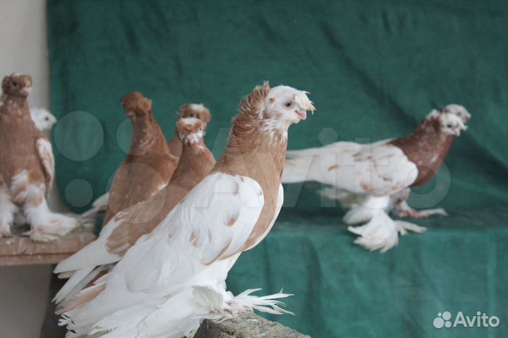 Элитные среднеазиатские среднеклювые голуби