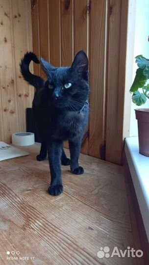 Кастрированный кот в добрые руки бесплатно