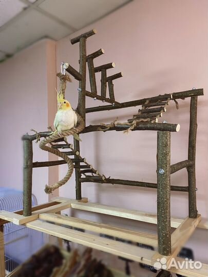 Стенд для мелких и средних попугаев