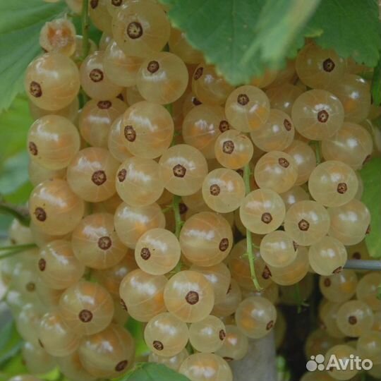 Саженцы смородины