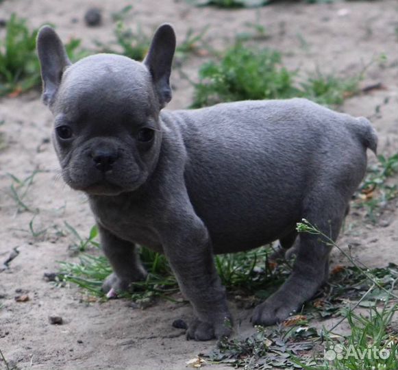 Французский бульдог(мальчик)