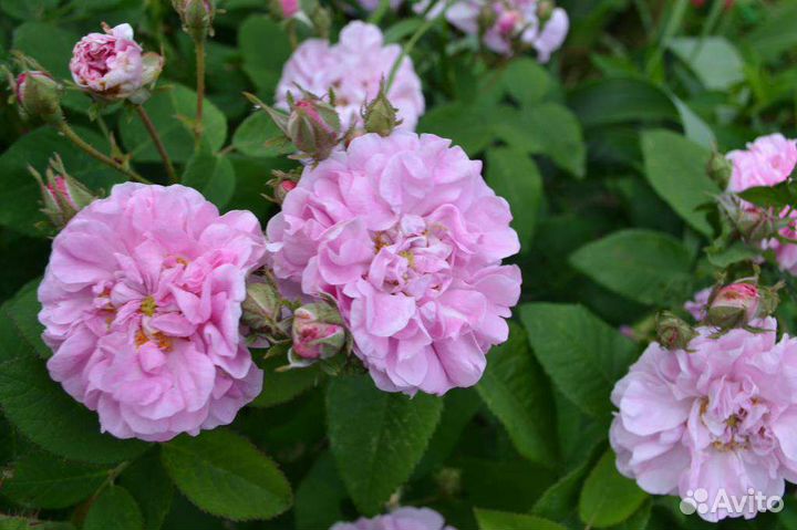 Сирень,айва, малина, ежемалина, орешник