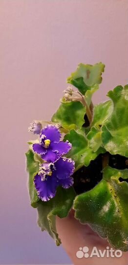 Сортовые фиалки