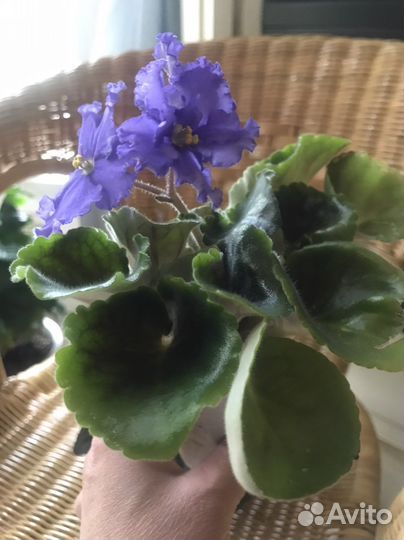 Комнатные цветы