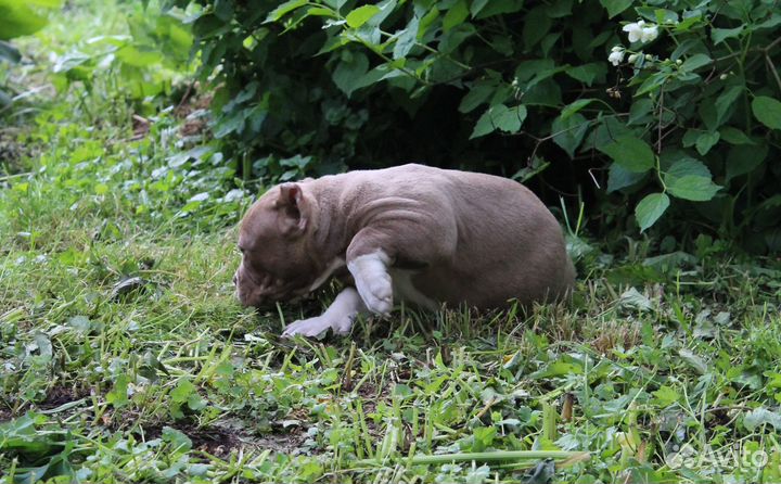 Американский булли покет, стандарт