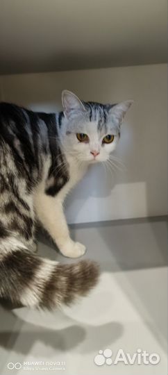 Кошка в дар