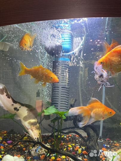 Рыба золотая