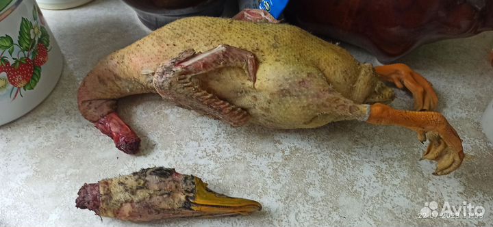 Мясо утки (башкирская, голубой фаворит)