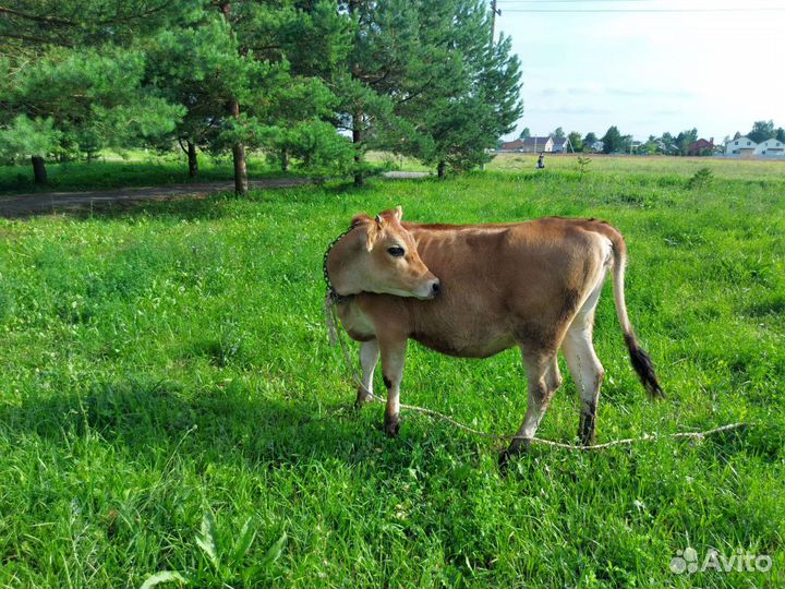 Телка джерси