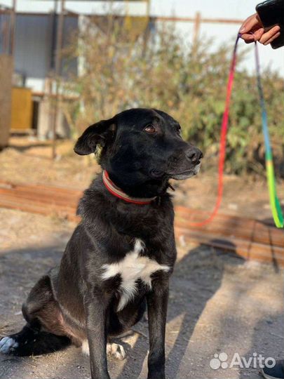 Пёс на охрану, кобель для охраны