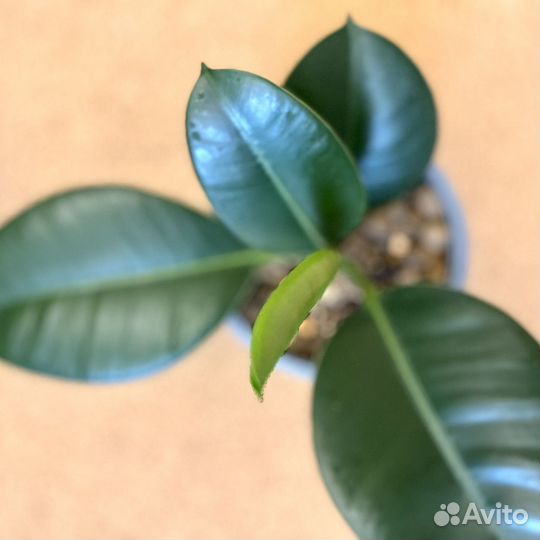 Фикус каучуконосный