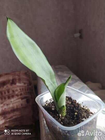 Сансевиерия муншайн