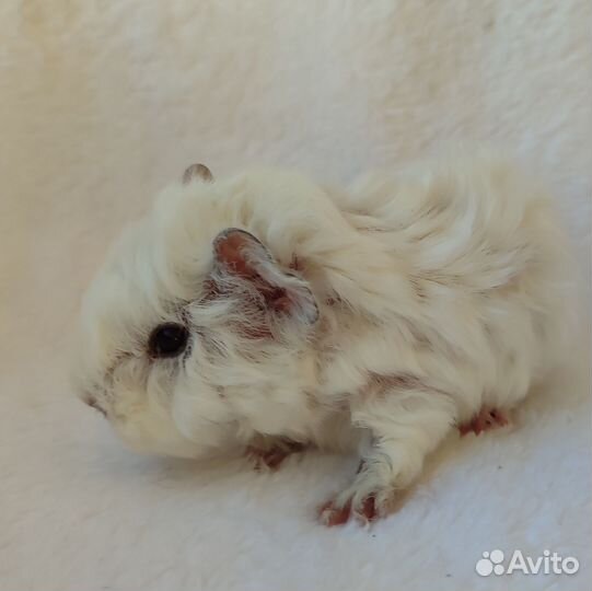 Свинка лункария длинношерстная