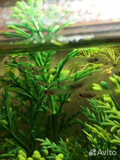 Аквариумные рыбки гуппи