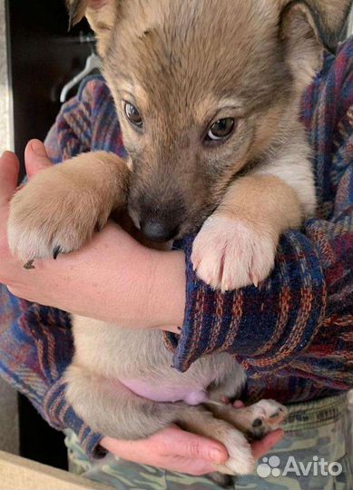 Щенки ищут дом