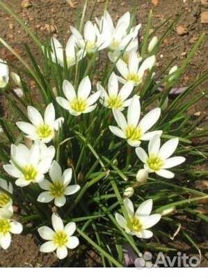 Зефирантес выскочка