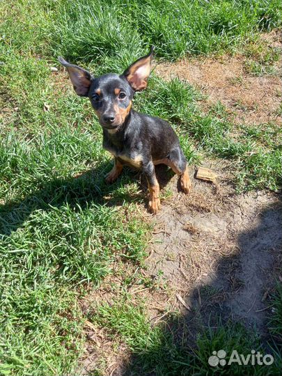 Той-терьер щенок