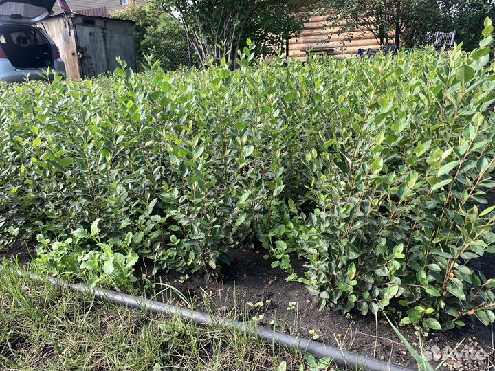 Кизильник блестящий