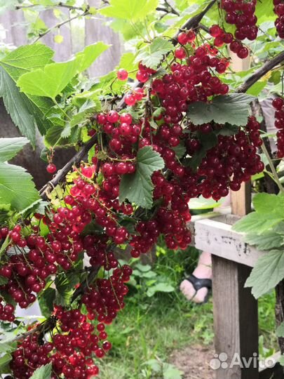 Смородина черная Селеченская, Зеленая дымка