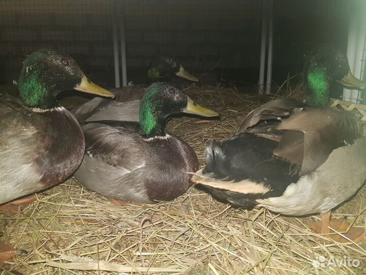 Селезни кряквы, инкубационное яйцо дикой утки