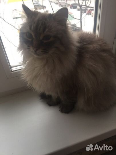 Отдам в добрые руки