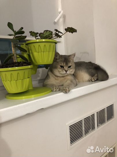 Шотландская шиншилла для вязки