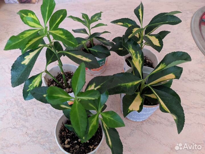 Комнатные растения цветы - Бересклет японский в