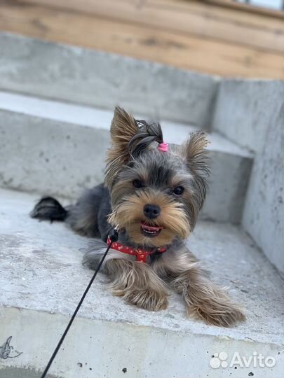 Йоркширский терьер щенки девочки mini