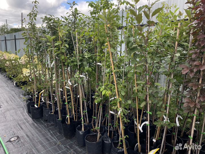 Черешня саженцы