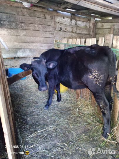 Телка 6 месяцев