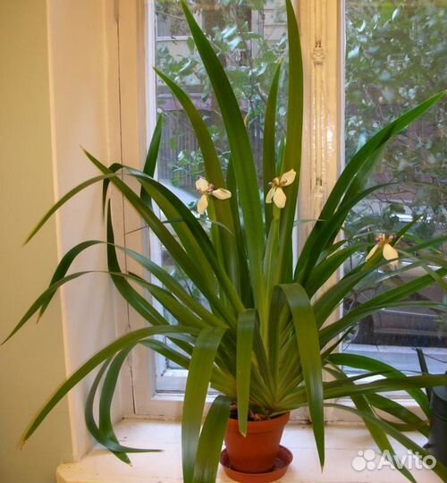 Неомарика Домашний Ирис