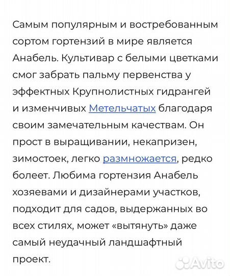 Гортензия Анабель Стронг(не разваливается)